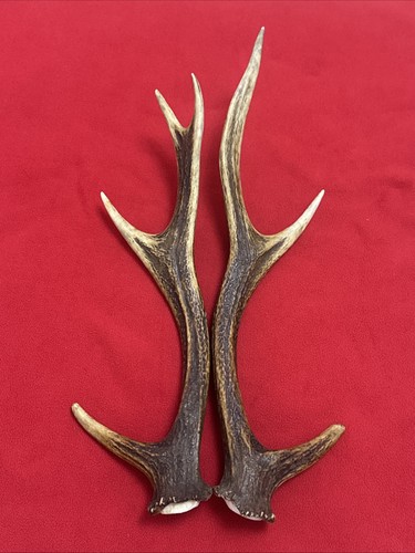 Pair sika deer - pair, antlers