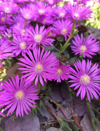 Delosperma hardy ice plant - 5x,