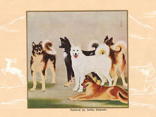 JAPANESE AKITA CHARMING DOG