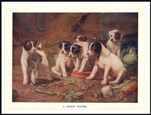 Smooth fox terrier pups - smooth, and