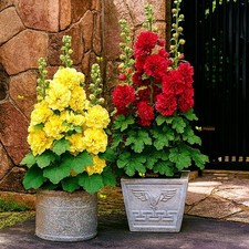 Hollyhock Plug Plants ×6 –