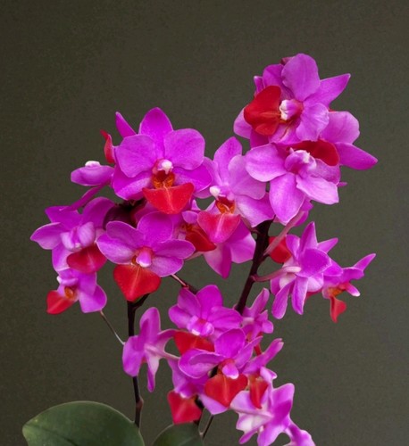 Phalaenopsis liu triprince - phalaenopsis,