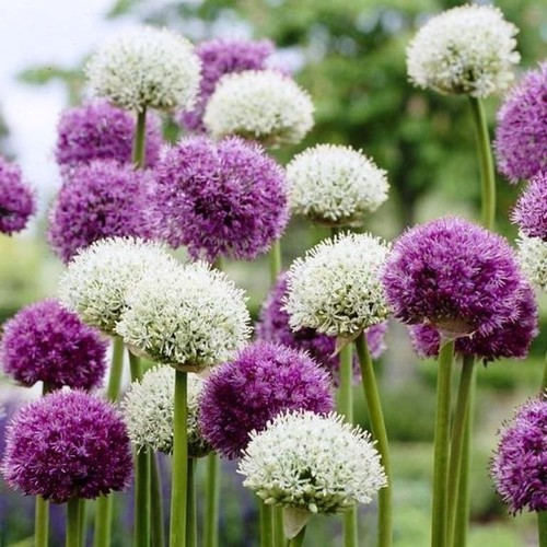 Premium allium purple - premium,