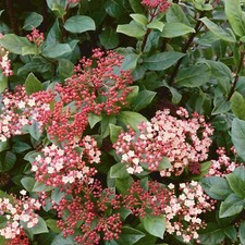 Viburnum Tinus Evergreen Hardy