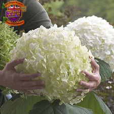  Hydrangea 'Incrediball' Plant