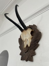 Mountain Goat Horns antlers