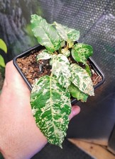 Ficus Aspera "Snowstorm"