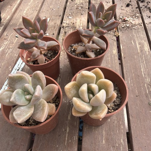 Graptopetalum collection 4 - collection,