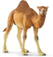 Wild Life Dromedary Camel