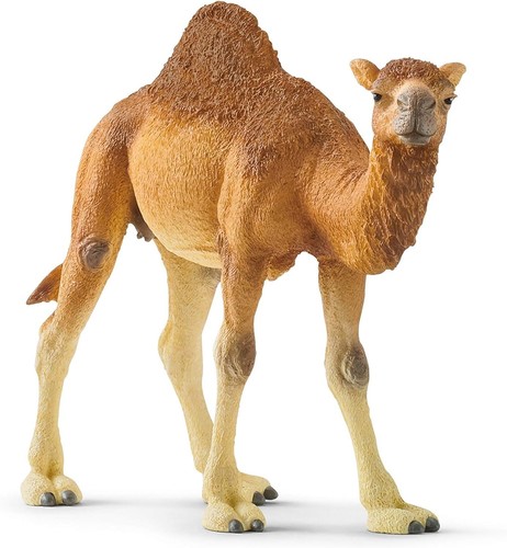 Wild life dromedary - life, camel