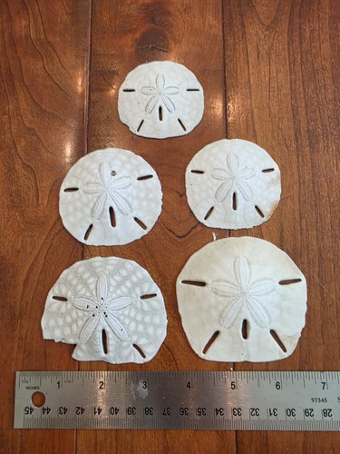 Sand dollars lot - -, natural