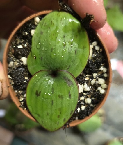 Massonia depressa spotted - massonia,