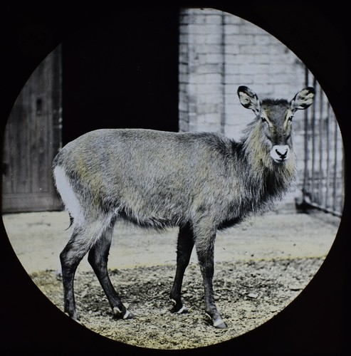 Antique magic lantern slide - magic,
