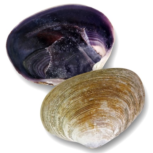 Purple half clam shell - purple,