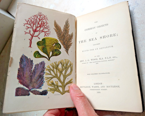 Seashore common objects by - seashore,