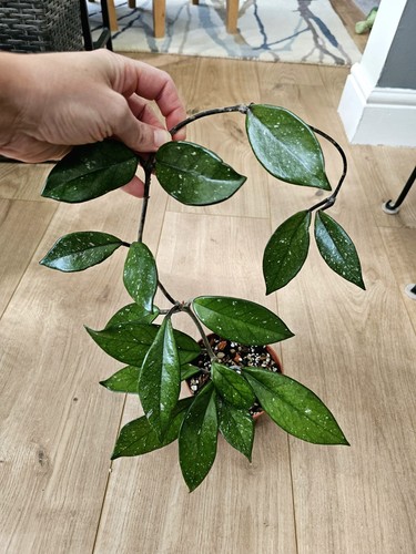 Hoya carnosa stardust - hoya, ‘stardust’