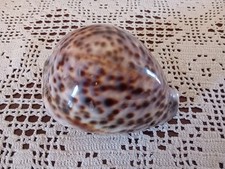Small Highly Polished  Cowrie Shell, 9x7x6 cm's Beautiful Condition Very Old.