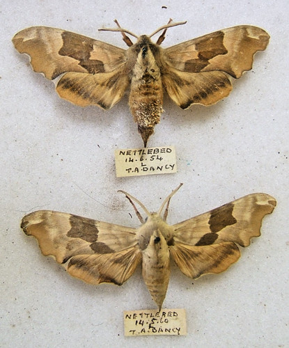 Lime hawk moth tiliae - moth, m.