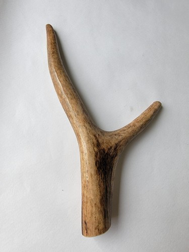 Red deer antler dog - deer,