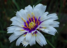 6 Catananche Amor  White