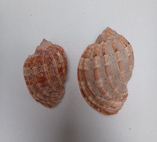 2 Beautiful Harpa Sea shells Great For Fish Tank / Display 