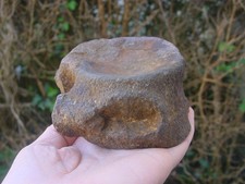 Rare large jurassic kimmeridge - rare,