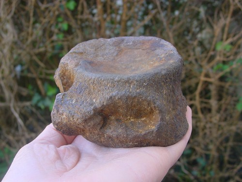Rare large jurassic kimmeridge - rare,