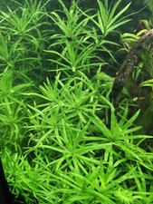 Stargrass Aquatic Plant - Heteranthera Zosterifolia | GREAT FOR SHRIMP |