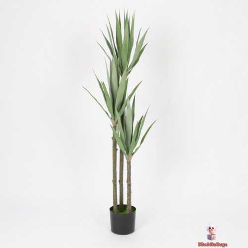 Elegant gladiolus black - elegant,
