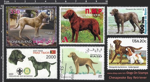 Cheb frame dog breed - it,