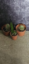 Cacti succulent selection - &,