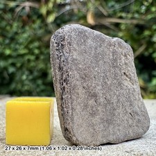 Fossil Turtle Shell –