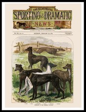 GREYHOUND COURSING WATERLOO