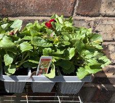 Pack mimulus bedding - of, 6