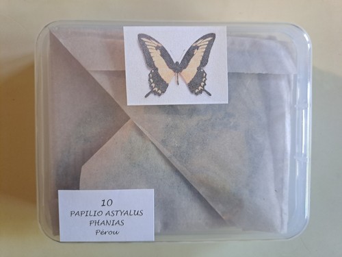 Papilio astyalus phanias - 10,