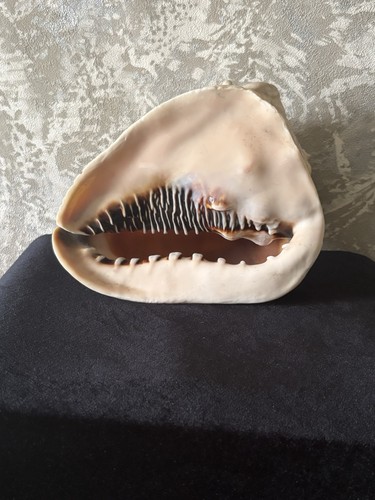 Large natural conch shell - large,