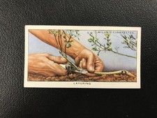 1938 Wills's Garden Hints #27