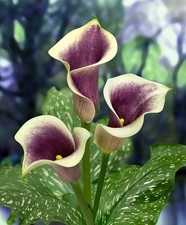 Purple Zantedeschia - PICASSO