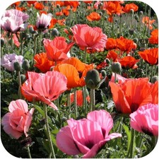 6  X PLUG PLANTS Papaver