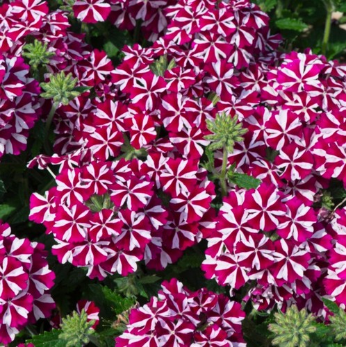 Verbena plug plants - , burgundy