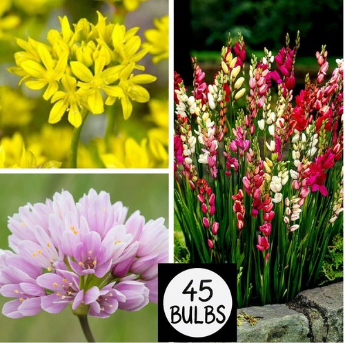 Bulbs mixed perennial - 45,