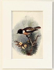 Stonechat - Thorburn - Mounted