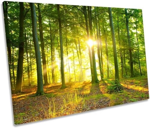 Sunlight forest trees sun - forest,
