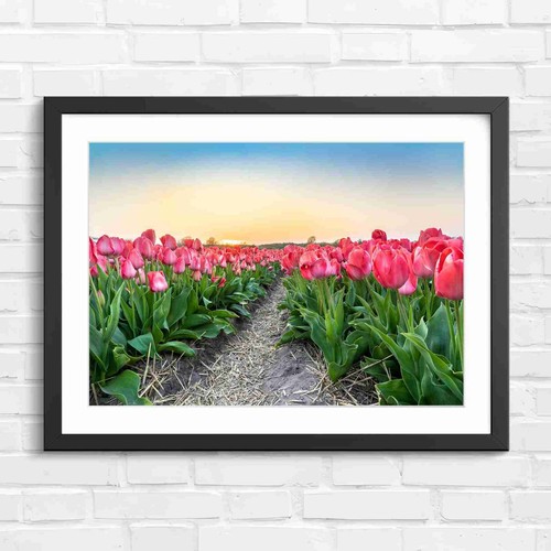 Blooming pink tulips sunset - pink,