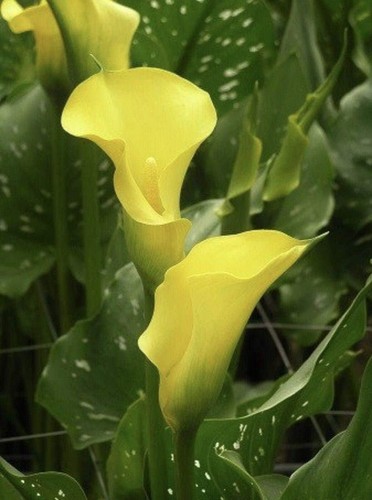 Florex gold calla lily bulb - gold,