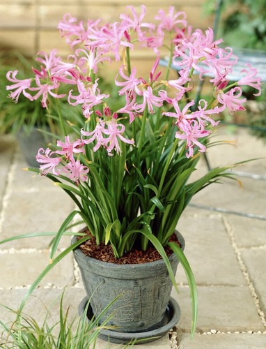 Nerine bowdenii bulbs - x,