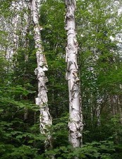50 x Paper Birch Seed Pack