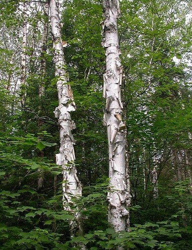 Paper birch seed pack - x,