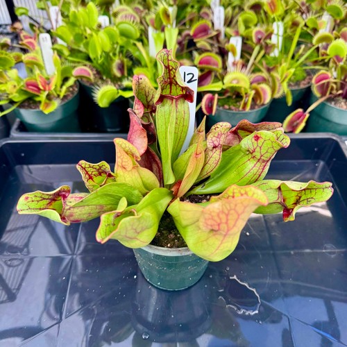 Sarracenia purpurea montana - purpurea,