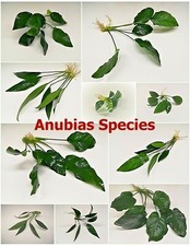 Anubias Live Aquarium Plants Barteri Nana Petite Tropical Aquascape Fish Tank  